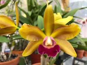 Rhyncholaeliocattleya Chris Tomaszkiewicz