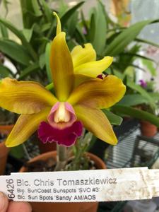 Rhyncholaeliocattleya Chris Tomaszkiewicz