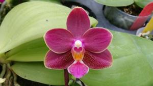 <i>Phalaenopsis</i> Zheng Min Kangaroo