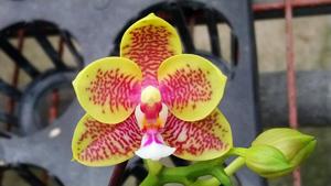 Phalaenopsis Zheng Min Buffalo