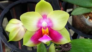 Phalaenopsis Zheng Min Cantor