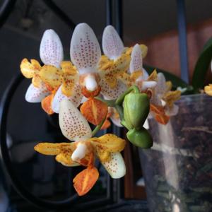 Phalaenopsis Mini Mark