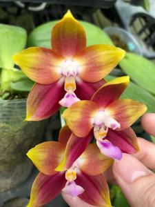 Phalaenopsis Mainshow Novelty