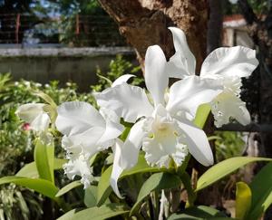 Cattleya Carol Ackerson