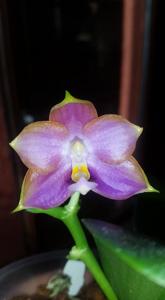 Phalaenopsis Mituo Reflex Dragon