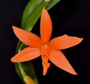 Cattlianthe Burning Star