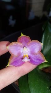 Phalaenopsis Mituo Reflex Dragon