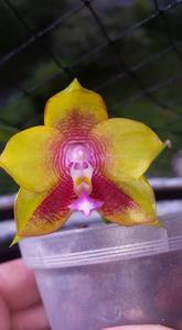 Phalaenopsis LD's Bear King