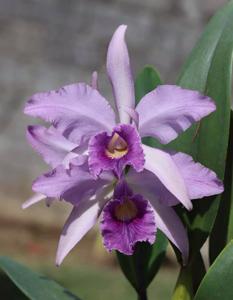 Cattleya Canhamiana