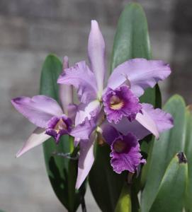 Cattleya Canhamiana