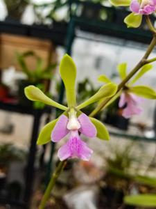 Epicyclia Serena O'Neill