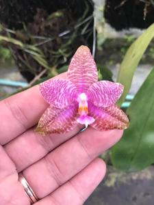 <i>Phalaenopsis</i> Orchids' Pad