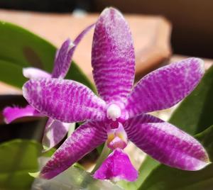 Phalaenopsis Luedde-violacea