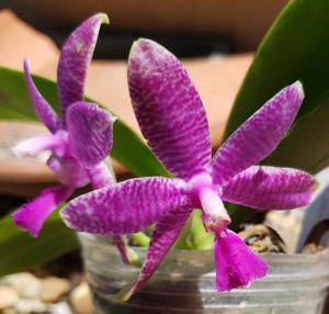 Phalaenopsis Luedde-violacea