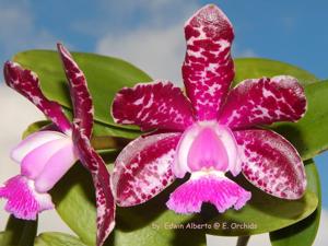 Cattleya Motte Spot