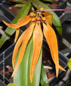 Bulbophyllum Phoenix Plumes