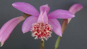 Pleione Vesuvius