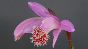 Pleione Vesuvius