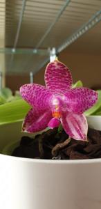 Phalaenopsis Gigabell