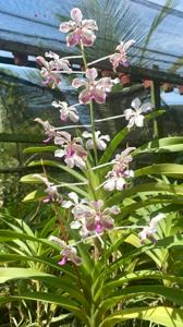 Vanda Lion's Winter Melody