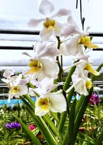 Papilionanda Lim Chiauw