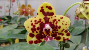 Phalaenopsis Zheng Min Koala