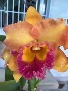 Rhyncholaeliocattleya Siam Aurora