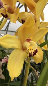 Cymbidium Gymer
