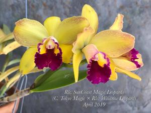Rhyncholaeliocattleya SunCoast Magic Leopards