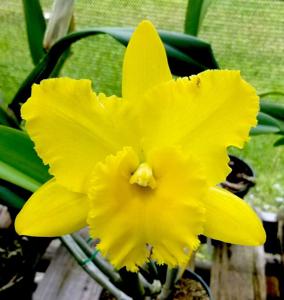 Rhyncholaeliocattleya Karen's Sunrise