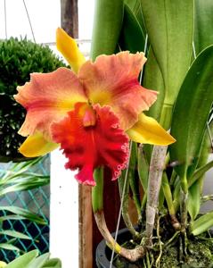 Rhyncholaeliocattleya Amazing Thailand
