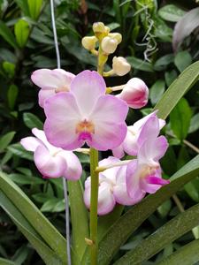 Vandachostylis Viboon Velvet