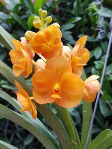 Vandachostylis Nopporn Orange Rosy