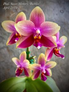 Phalaenopsis Sweet Memory