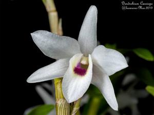 Dendrobium Cassiope