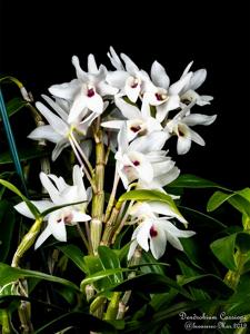 Dendrobium Cassiope