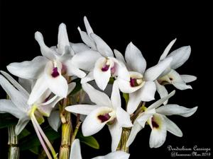 Dendrobium Cassiope