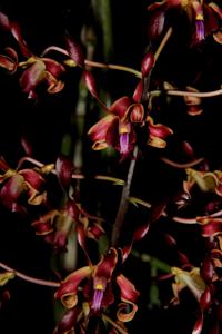 Dendrobium Mufidah J.K.