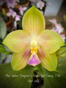 Phalaenopsis Yin's Green Canary