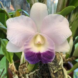 Cattleya Mini Purple