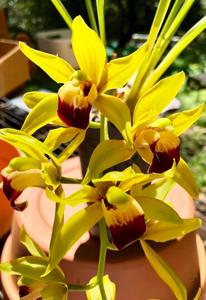 Cymbidium Kalimpong