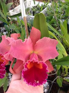 Cattleya Pumpkin Festival