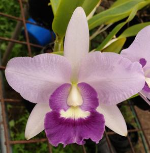 Cattlianthe Final Blue