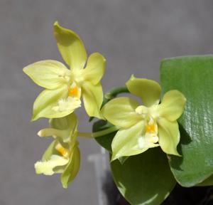 Phalaenopsis Margie Lane