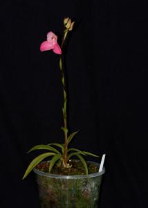 Disa Unilangley