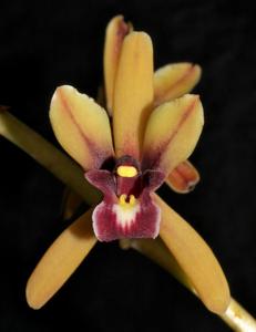 Cymbidium Dark River