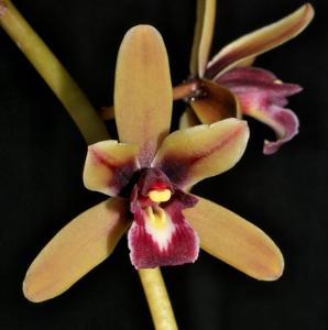 Cymbidium Dark River