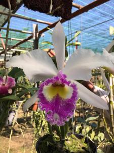 Cattleya Catherine Patterson