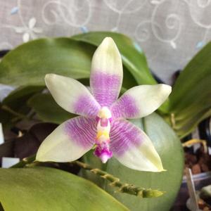 Phalaenopsis Java