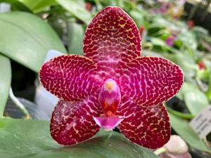 Phalaenopsis Mituo Gigan Dragon